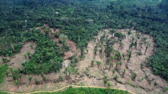 Photo publiée par l'institut brésilien Ibama montrant une zone touchée par la déforestation en Amazonie, le 21 mars 2014 afp.com/HO 